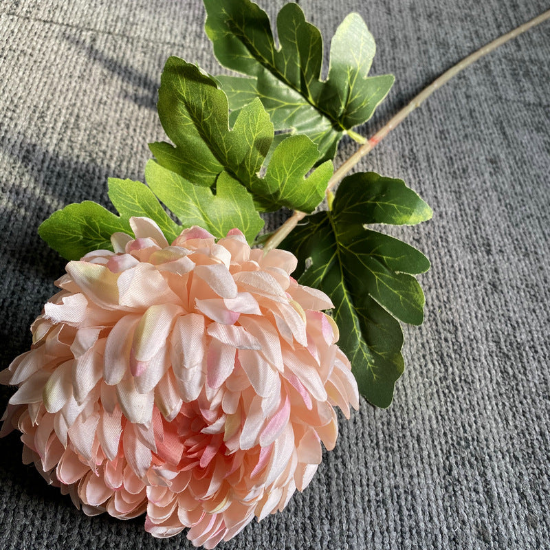wood_background_chrysanthemum_assortment