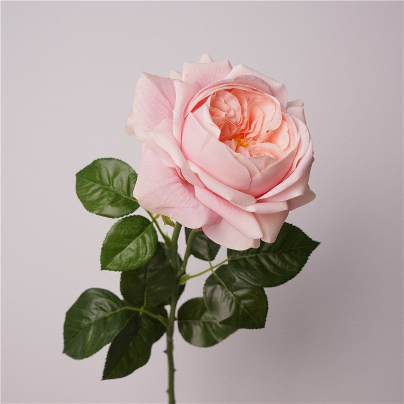 mauve_purple_garden_rose_studio_shot