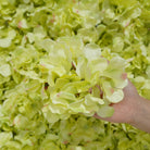 hydrangea-blooms-for-photo-backdrop