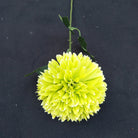 sunny_yellow_silk_globe_chrysanthemum_stem