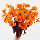 purple-silk-poppy-bloom-stems 