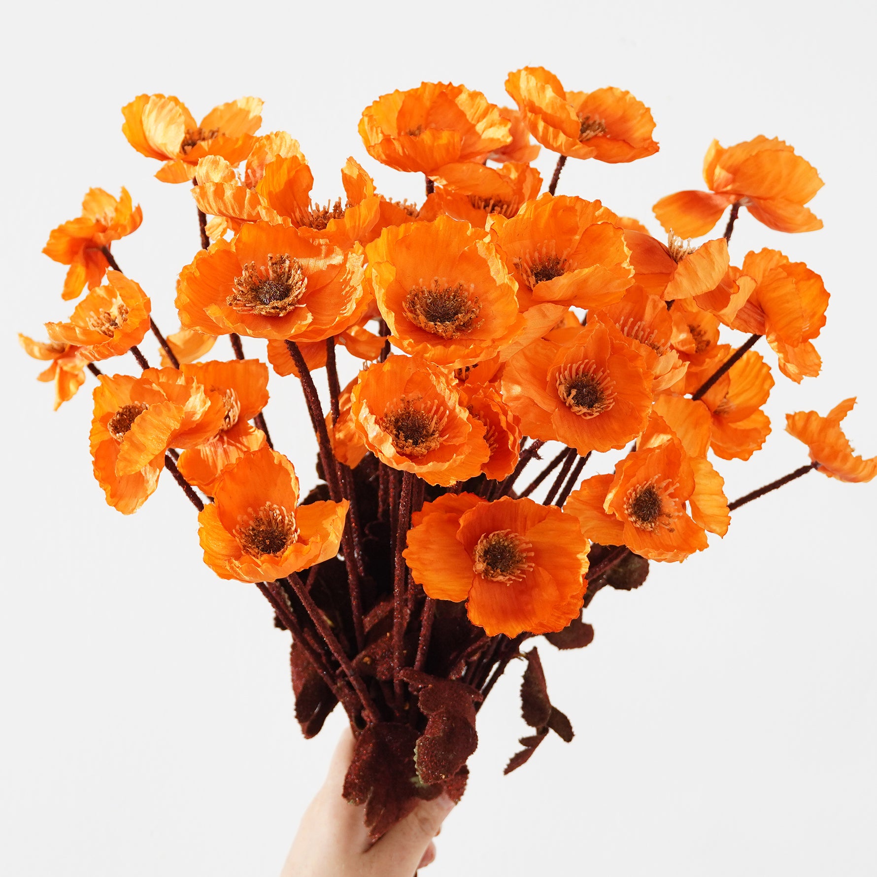 purple-silk-poppy-bloom-stems 