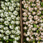 Sage green artificial gypsophila stems
