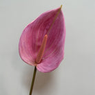 pink‑fake‑anthurium‑stem‑close‑up‑detail‑shot