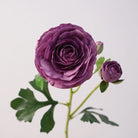 silk_ranunculus_burgundy_dark_flower