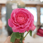 artificial_ranunculus_burgundy_single_stem
