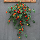 hanging_rose_vine