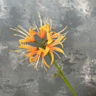 single_purple_spider_lily_isolated_shot