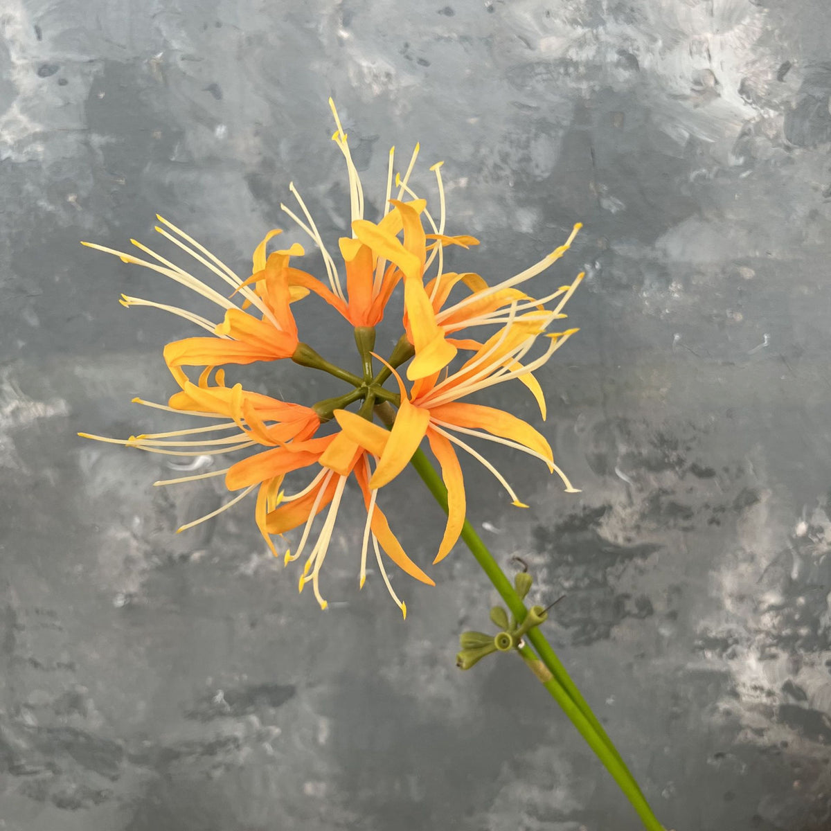 single_purple_spider_lily_isolated_shot