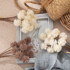 dried-round-head-flower-stems-lifestyle-shot
