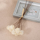 cream-beige-dried-sphere-flower-assortment
