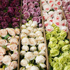 burgundy-artificial-austin-rose-stem