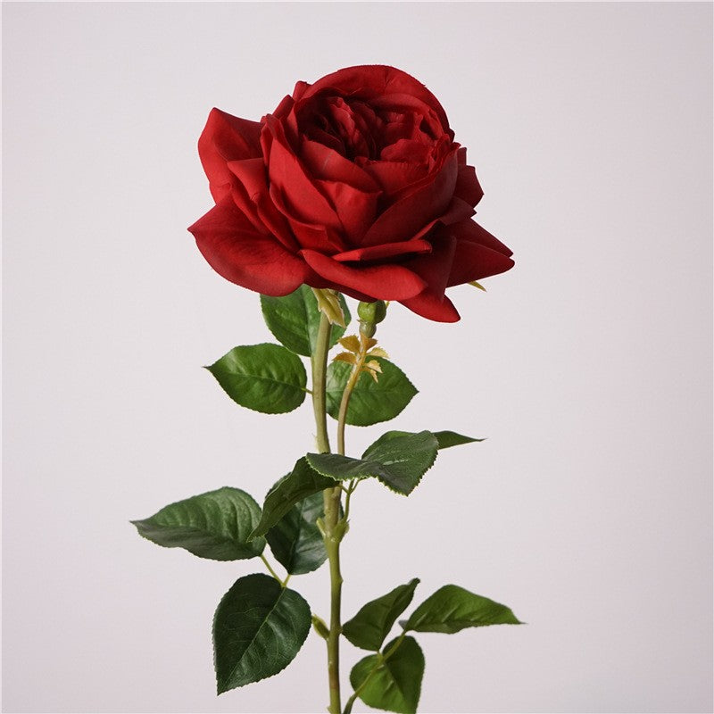 dusty_apricot_garden_rose_stem_closeup