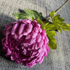 fresh_green_chrysanthemum_bloom_head