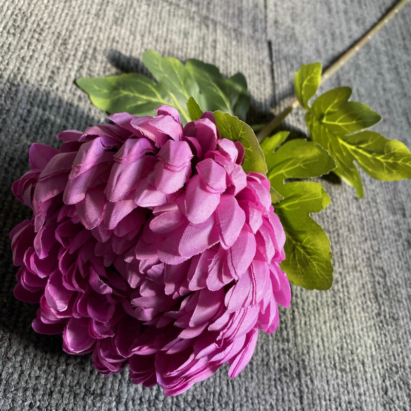 fresh_green_chrysanthemum_bloom_head