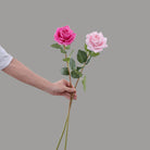 bright_hot_pink_rose_foliage_sprig