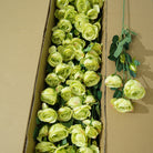 handheld-mixed-austin-rose-bunch
