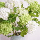 White green hydrangea stem closeup product photo