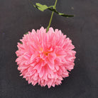 hot_pink_globe_chrysanthemum_product_shot