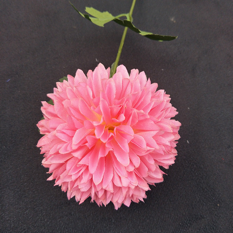 hot_pink_globe_chrysanthemum_product_shot