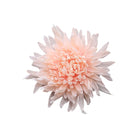 1. Cream beige faux spider mum flower head