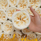 pure_white_silk_rose_heads_hand_photo
