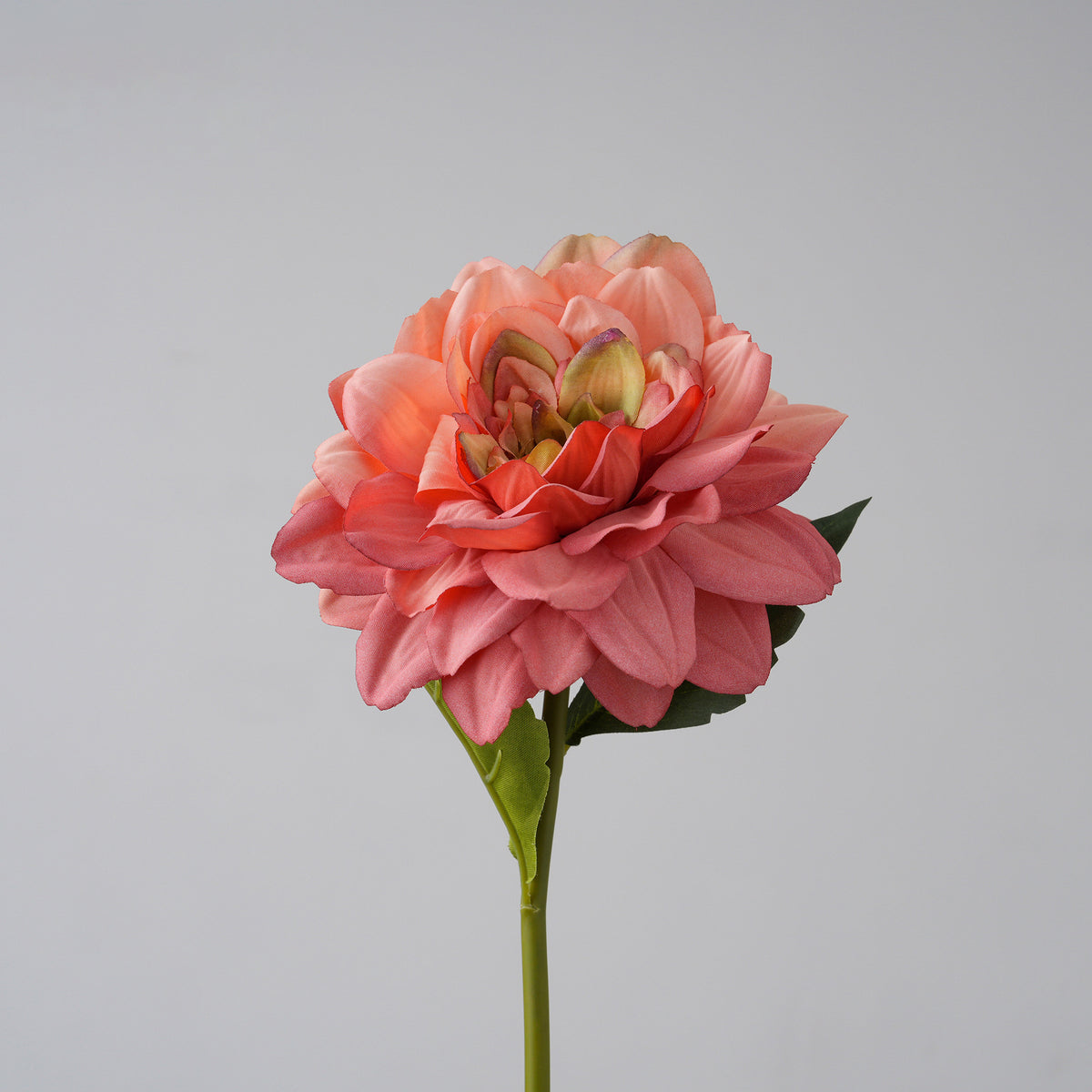 pink_dahlia_stem_with_green_leaves
