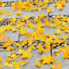 tangerine_gold_silk_ginkgo_leaf_spray