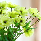 assorted_iceland_poppy_bloom_pack