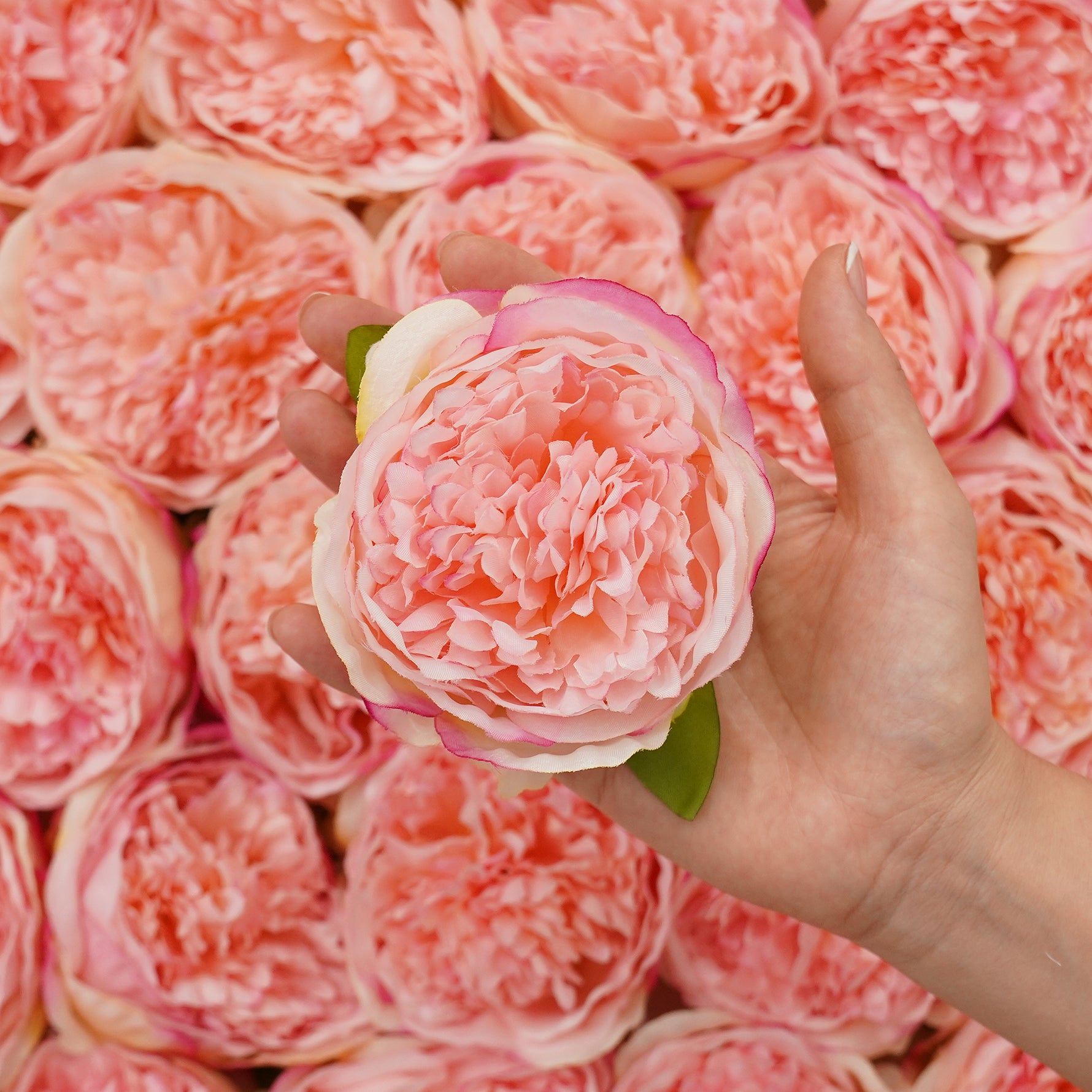 colorful-peony-flower