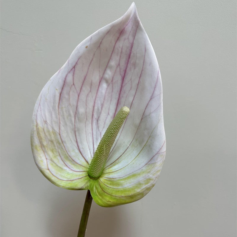 purple‑faux‑anthurium‑flower‑with‑spadix‑texture‑view