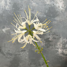green_bud_spider_lily_sprig