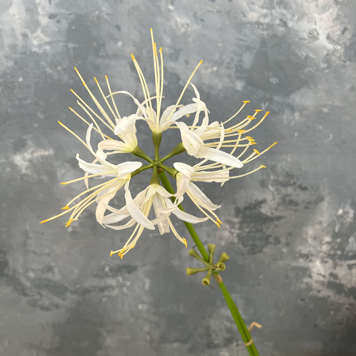 green_bud_spider_lily_sprig