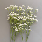 preserved_gypsophila_light_purple