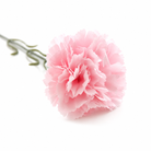 carnation_diy_wedding_bouquet