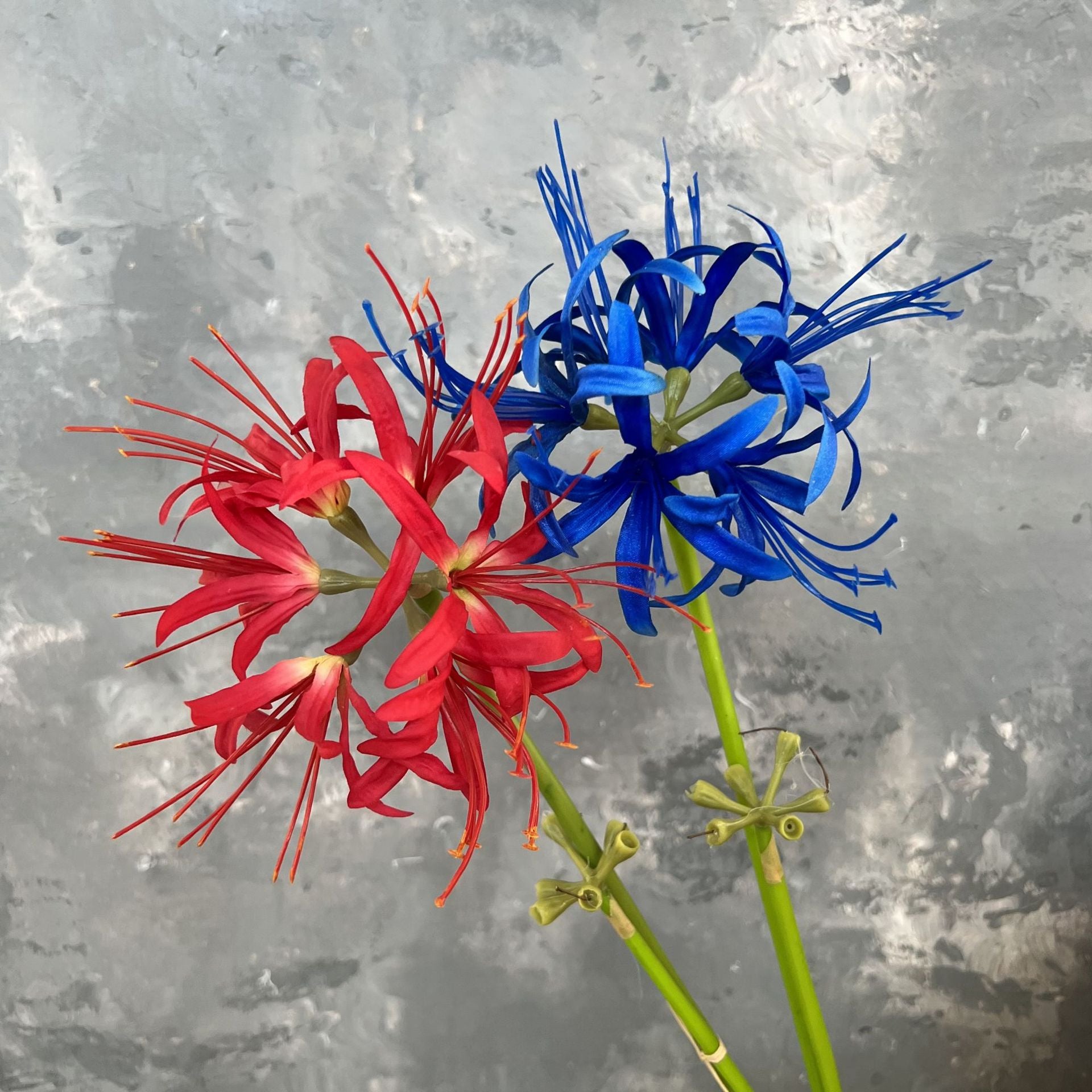 spider_lily_long_green_stem_detail