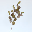 deep_burgundy_eucalyptus_leaf_branch