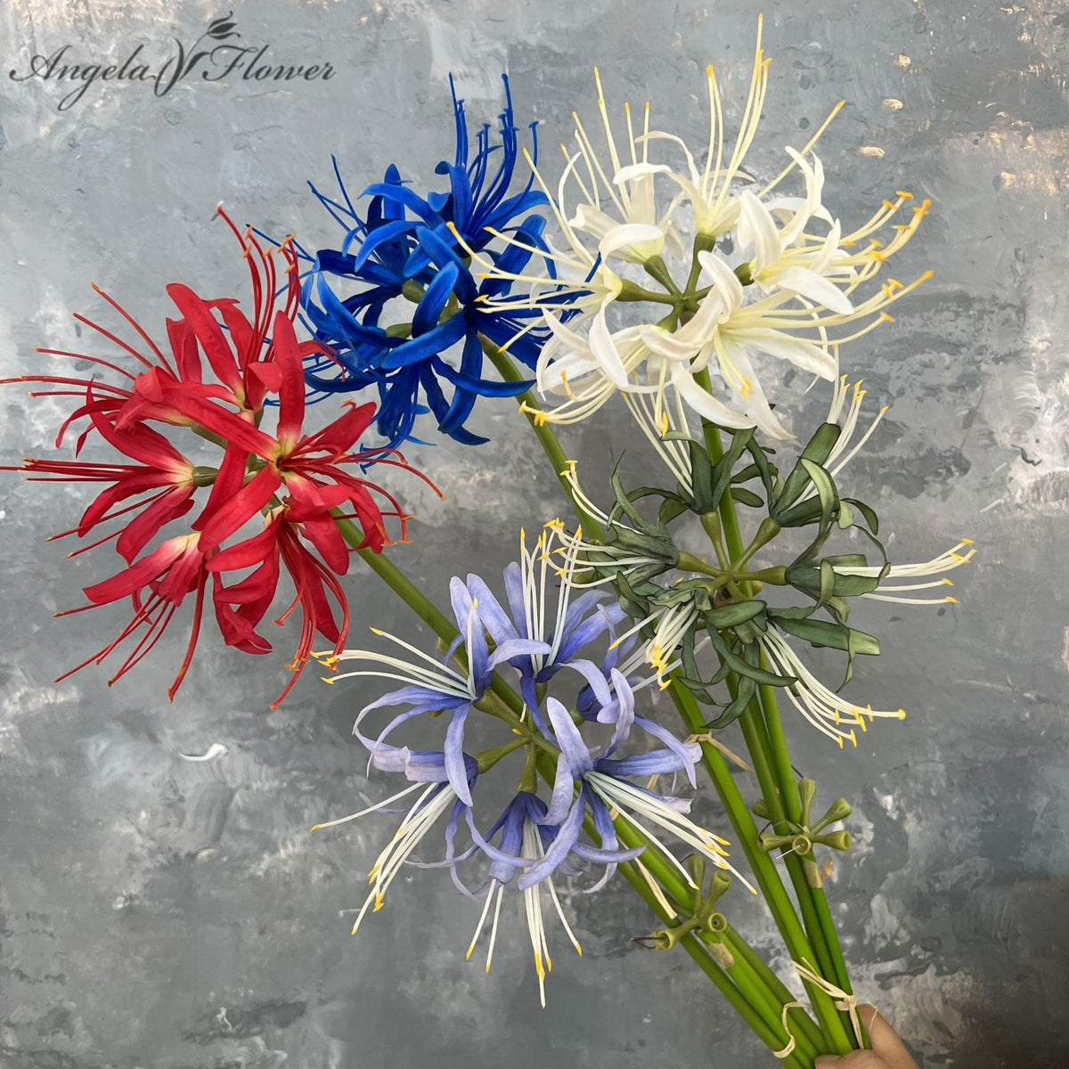 multicolor_spider_lily_stem_group