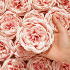 minimalist-white-rose-blooms