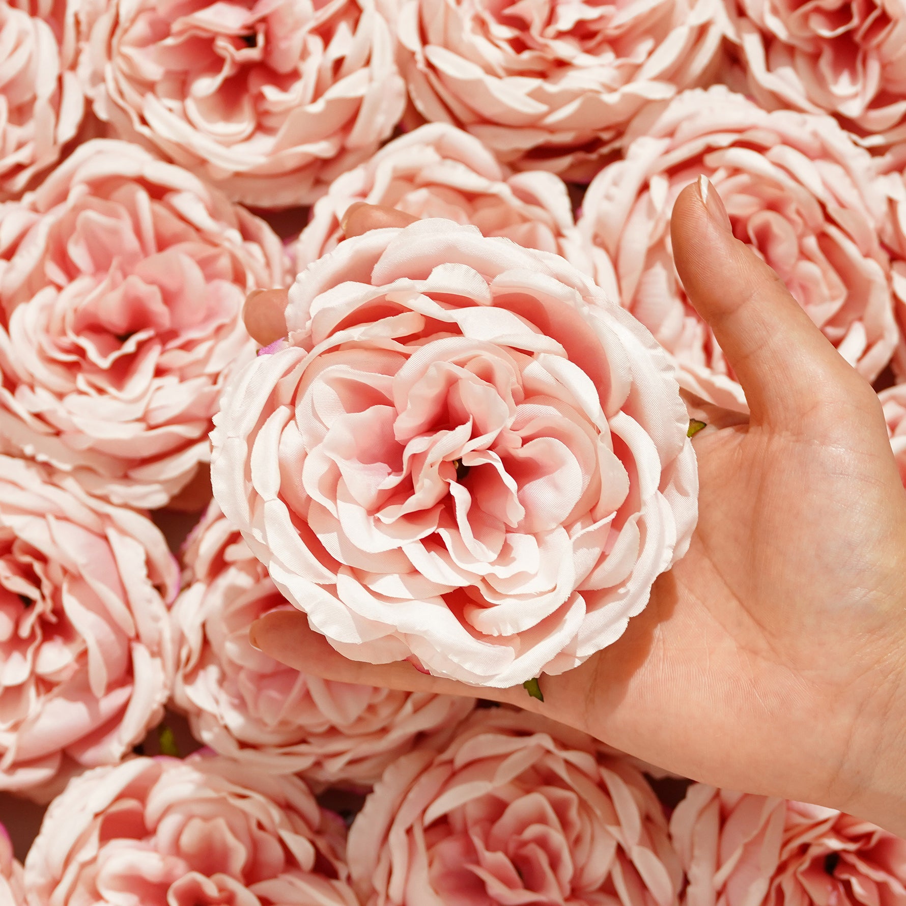 minimalist-white-rose-blooms