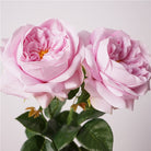 deep_burgundy_garden_rose_pair_shot