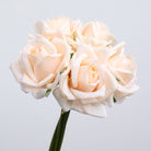 peach_rose_pu_texture_macro_view