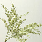loose_stems_sage_green_misty_grass