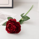 deep_burgundy_rose_bloom_shot