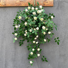 sunset_orange_rose_hanging_vine_garland
