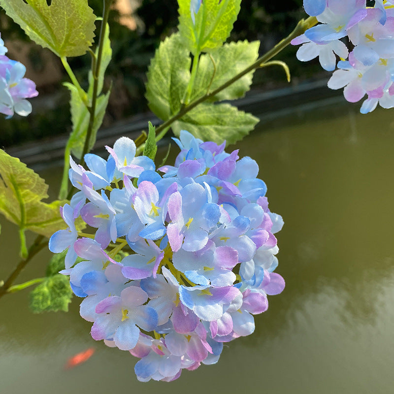 mixed_hydrangea_color_sample_display