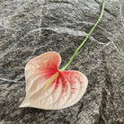 dark_brown_faux_anthurium_bloom