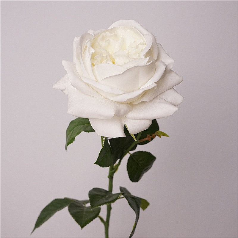 apricot_orange_garden_rose_isolated
