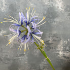 golden_yellow_spider_lily_sprig