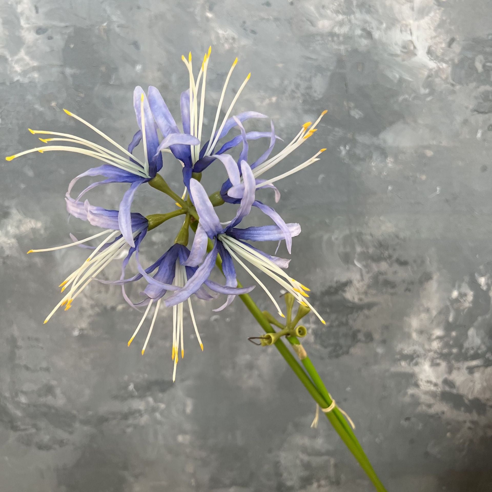 golden_yellow_spider_lily_sprig